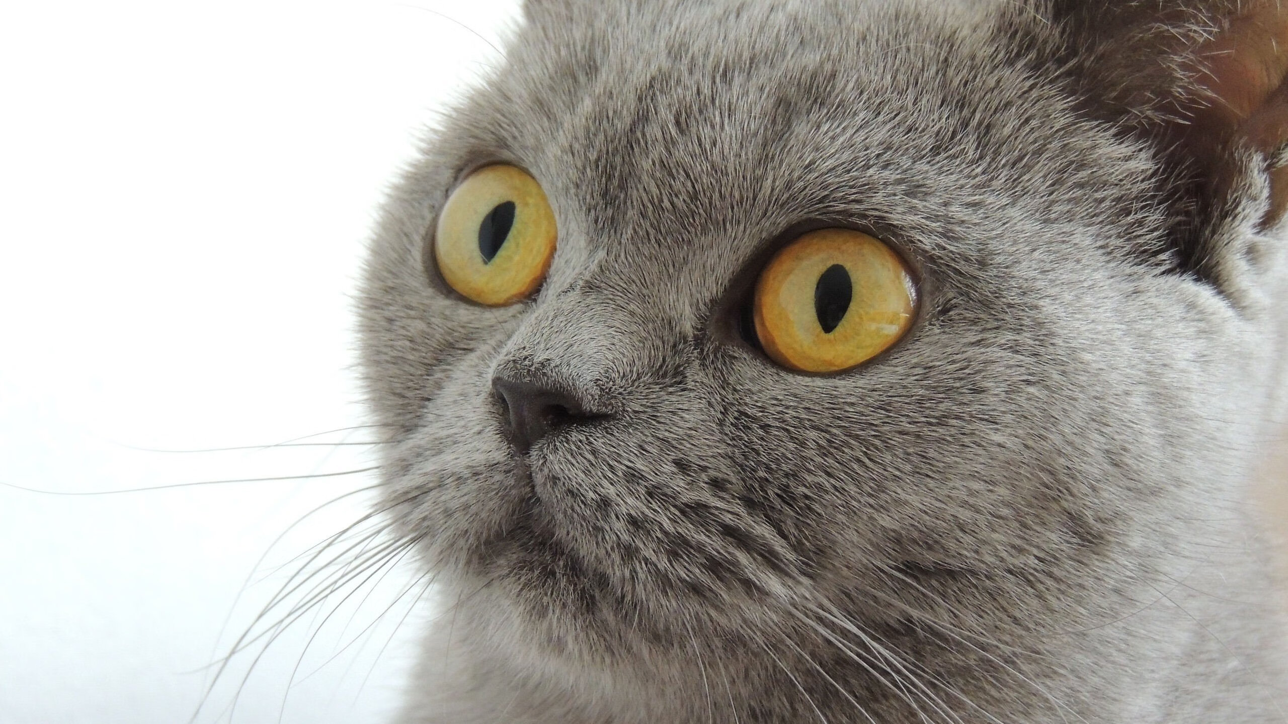 当平行宇宙的篮球传奇交织,山西铁骑冲垮紫金王朝,库里欧冠半决赛一剑封天